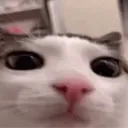 a_plink
