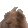 fph_vibinbunny