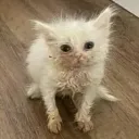 holystink
