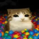 meowbigdum