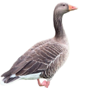 greygoose custom emote | r/ukmedicalcannabis