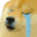 DogeWeepCry DogeWeepCry