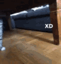 xd