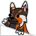 bongo