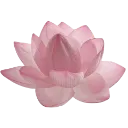pink_lotus