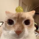 dumb_looking_cat