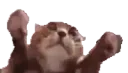 catclaps