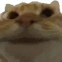 catnod