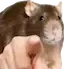 RatPointing