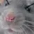 RatAngry RatAngry