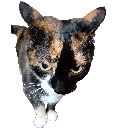 fat_chud