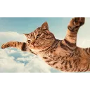 Screenshot20260203171556