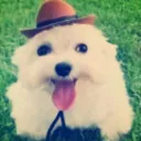 doggydoggywhatnow doggydoggywhatnow