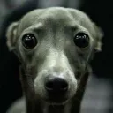doggy2