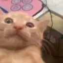 waa waa