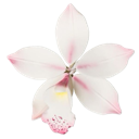 A delicate white and pink flower in full bloom against a plain background.