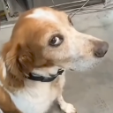 A brown and white dog looking sideways with a skeptical, judgmental expression.