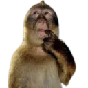 mesthinks