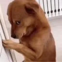staring