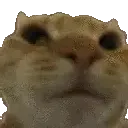 cat_NoShake