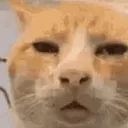 cat_confuse