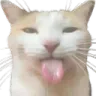 cat_Bleh