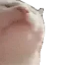 catJAM