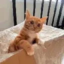 rawr