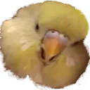 fuck