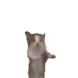 :yippeecat: :yippeecat: