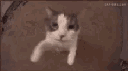 kissi