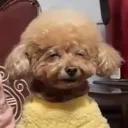blind_doggo