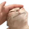 CatPat
