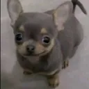 bark