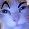 catbrows