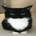 user_car Discord emoji