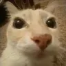 catto catto