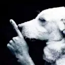dog_shhh