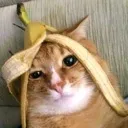 Bananacat