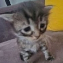 __ Discord Emoji - Invictus