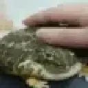 thefrog