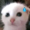 gato_preocupado Discord emoji