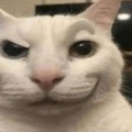 gato_ceja Discord emoji