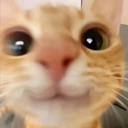 gato_felis Discord emoji