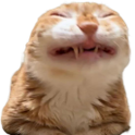 gato_hehe Discord emoji