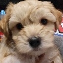 ethereal_woof custom emote - Invictus