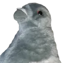 pijon