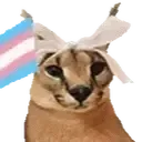 FloppaTrans