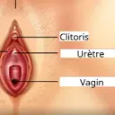 clitoris