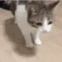 cat_falling